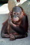 Singapore: baby Orangutan at the Zoo - pongo pygmaeus - at the Zoo (photo by Juraj Kaman)