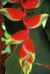 Singapore: Hanging Heliconia / Lobster Claw / parrot's beak flower Heliconia rostrata - Bihai rostrata, Heliconia poeppigiana (photo by S.Lovegrove / Picture Tasmania)