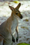 Singapore / SIN : Singapore: Red Kangaroo - Macropus rufus (photo by Juraj Kaman)