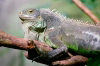 Singapore / SIN : Singapore: green iguana - Iguana iguana - reptile - fauna (photo by Juraj Kaman)