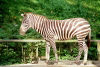 Singapore / SIN : Singapore: Zebra - Equus quagga (photo by Juraj Kaman)