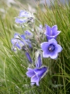 Slovakia - High Tatras: flowers and grass - photo by J.Kaman