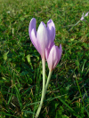 Slovakia - Velka Fatra National park / Stredoslovensk - Liptov region: spring flower - photo by  J.Kaman