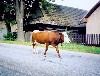 Slovakia - Helpa - Horehronie Traditional Region / Stredoslovensk: cow on the street (photo by K.Pajta)