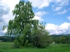 Slovakia - Ocova: Birch tree - Zvolen District - Bansk Bystrica Region - photo by Milos Bercik