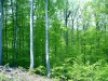 Slovakia - Hrochot: green forest outside the village - Bansk Bystrica District - photo by Milos Bercik
