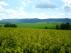 Slovakia - Lieskovec: yellow field - Zvolen District - Bansk Bystrica Region - photo by Milos Bercik