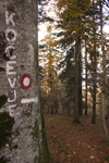 Slovenia - Kocevski Rog: Trail blazing - forest and hills surrounding Kocevje - photo by I.Middleton