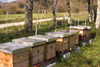 Slovenia - Kocevski Rog: beekeeping - beehives - photo by I.Middleton