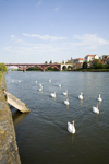 Swans on the Drava River, Lent, Maribor, Slovenia - photo by I.Middleton