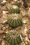 Cactus display, Rogaska Slatina, Slovenia - photo by I.Middleton