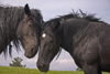 Slovenia - Cerknica municipality: horses' caress - Slivnica Mountain - photo by I.Middleton