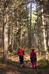 Slovenia - Cerknica municipality: Hikers in the forest - Slivnica Mountain - photo by I.Middleton