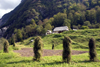 Slovenia - grass stacks in the Soca Valley - photo by I.Middleton