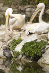 White Pelicans in Ljubljana zoo, Slovenia - photo by I.Middleton