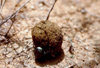 Somalia - dung beetle rolling along his ball of dung - photo by Craig Hayslip