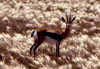 Somalia - Speke's Gazelle - Speke's Gazelle - Gazella spekei - the smallest of the gazelle species - photo by Craig Hayslip