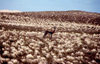 Somalia - Speke's gazellein the grass steppe - photo by Craig Hayslip