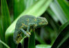 Somalia - Chameleon on a leaf - photo by Craig Hayslip
