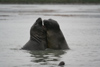 South Georgia Island - Southern Elephant Seal - males fighting - Mirounga leonina - lphant de mer austral - Antarctic region images by C.Breschi