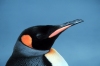 South Georgia Island - Colourful penguin - Antarctic fauna (photo by R.Eime)