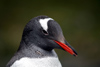 South Georgia Island - Gentoo Penguin - posing - manchot papou - Pygoscelis papua - Antarctic region images by C.Breschi