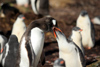 South Georgia Island - Gentoo Penguin - feeding a juvenile - manchot papou - Pygoscelis papua - Antarctic region images by C.Breschi