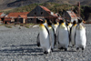 South Georgia Island - Husvik - King Penguin group - Aptenodytes patagonicus - manchot royal - Antarctic region images by C.Breschi