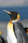 South Georgia Island - Husvik - King Penguin - posing - Aptenodytes patagonicus - manchot royal - Antarctic region images by C.Breschi