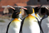 South Georgia Island - Husvik - King Penguins soaking up the sun - Aptenodytes patagonicus - manchot royal - Antarctic region images by C.Breschi
