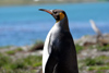 South Georgia Island - King Penguin looking at the ocean - Aptenodytes patagonicus - manchot royal - Antarctic region images by C.Breschi