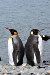 South Georgia Island - King Penguins back to back - Aptenodytes patagonicus - manchot royal - Antarctic region images by C.Breschi