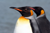 South Georgia Island - King Penguins - duo - Aptenodytes patagonicus - manchot royal - Antarctic region images by C.Breschi