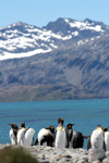 South Georgia Island - King Penguins, beach and mountains - Aptenodytes patagonicus - manchot royal - Antarctic region images by C.Breschi