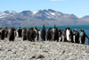 South Georgia Island - King Penguins - rookery - Aptenodytes patagonicus - manchot royal - Antarctic region images by C.Breschi