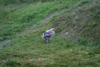 South Georgia Island -South Polar Skua - chick - Catharacta maccormicki - aka MacCormick's Skua or Antarctic Skua - Antarctic region images by C.Breschi