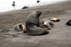 South Georgia Island - Husvik: South American Fur Seal colony - bull with harem - male with several females - Arctocephalus australis - Otarie  fourrure australe - Antarctic region images by C.Breschi