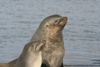 South Georgia Island - Husvik: South American Fur Seal - male and female - Arctocephalus australis - Otarie  fourrure australe - Antarctic region images by C.Breschi