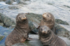 South Georgia Island - Husvik: South American Fur Seal colony - nursery - cubs - Arctocephalus australis - Otarie  fourrure australe - Antarctic region images by C.Breschi