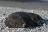 South Georgia Island - Husvik: South American Fur Seal - cub on the beach - Arctocephalus australis - Otarie  fourrure australe - Antarctic region images by C.Breschi