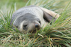 South Georgia Island - South American Fur Seal - resting in the tussock grass - Arctocephalus australis - Otarie  fourrure australe - Antarctic region images by C.Breschi