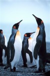 South Georgia Island - Grytviken: Majestic King Penguins abound on South Georgia Island - aptenodytes patagonicus (photo by Rod Eime)