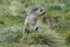 South Georgia Island - South American Fur Seal in the tussock grass - Arctocephalus australis - Otarie  fourrure australe - Antarctic region images by C.Breschi