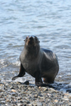 South Georgia Island - South American Fur Seal returnoing to land - Arctocephalus australis - Otarie  fourrure australe - Antarctic region images by C.Breschi