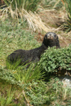 South Georgia Island - South American Fur Seal - hiding in the vegetation - Arctocephalus australis - Otarie  fourrure australe - Antarctic region images by C.Breschi