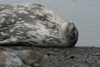 South Georgia Island - Weddell Seal - lying on her back - phoque de Weddell - Leptonychotes weddellii - Otarie  fourrure australe - Antarctic region images by C.Breschi