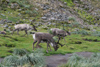 South Georgia Island - Husvik - reindeer grazing - Rangifer tarandus - Antarctic region images by C.Breschi