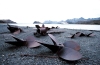 South Georgia Island - Stromness: discarded propellers from the derelict whaling station (photo by R.Eime)