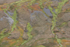 South Georgia Island - Hutsvik - modest vegetation - Antarctic region images by C.Breschi