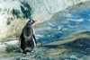 Elephant island: Gentoo penguin - pygoscelis papua - photo by G.Frysinger